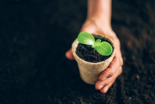 Agriculture, organic gardening, planting or ecology concept. Hand holding potted seedlings growing in biodegradable pots over soil background with copy space. Banner. Young sprouts. New life concept